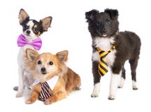 Shetland Sheepdog and Chihuahua with tie and bow tie. On white background Royalty Free Stock Image Shetland Sheepdog and Chihuahua with tie and bow tie. On white background Royalty Free Stock Image