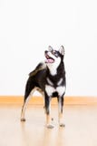 Shiba inu dog in black looking up Royalty Free Stock Photos Shiba inu dog in black looking up Royalty Free Stock Photos