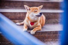 Shiba inu. Dreams. stock images Shiba inu. Dreams. stock images