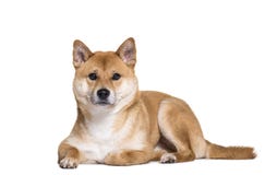 Shiba Inu lying on front against white background Stock Photography Shiba Inu lying on front against white background Stock Photography