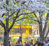 Shibuya, токио, Япония - 29-ое марта 2020: Вишневые цвета на Shibuya, токио, Японии стоковое фото rf Shibuya, токио, Япония - 29-ое марта 2020: Вишневые цвета на Shibuya, токио, Японии стоковое фото rf