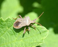 Shield bug on a leaf Stock Images Shield bug on a leaf Stock Images