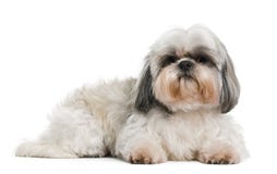 Shih Tzu, 8 anni Immagine Stock Libera da Diritti Shih Tzu, 8 anni Immagine Stock Libera da Diritti