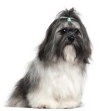 Shih Tzu, 9 maanden oud, het zitten royalty-vrije stock foto Shih Tzu, 9 maanden oud, het zitten royalty-vrije stock foto