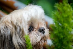 Shih-Tzu dog with little tree in background. stock photography Shih-Tzu dog with little tree in background. stock photography