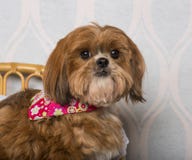 Shih Tzu-Hund in der Blumen-Kleidung, die im inländischen Raum sitzt Lizenzfreie Stockfotografie Shih Tzu-Hund in der Blumen-Kleidung, die im inländischen Raum sitzt Lizenzfreie Stockfotografie