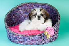 Shih tzu puppy portrait at studio stock photography Shih tzu puppy portrait at studio stock photography