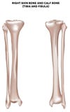 Shin bone and calf bone