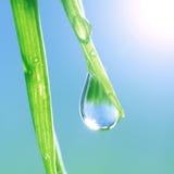 Shinewassertropfen Shinewassertropfen
