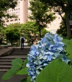 Shinjuku, Tokyo/Japan - Juni 18, 2018: Blauwe hydrangea hortensia in de voorgrond met de Japanse bedrijfsmens die omhoog stappen stock foto's Shinjuku, Tokyo/Japan - Juni 18, 2018: Blauwe hydrangea hortensia in de voorgrond met de Japanse bedrijfsmens die omhoog stappen stock foto's