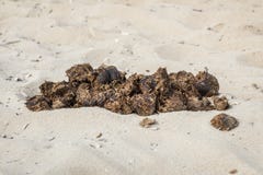 planet horse shit planet horse shit