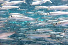 Shoal of fish stock image Shoal of fish stock image