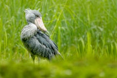 Shoebill, Balaeniceps rex, portrait of big beak bird, Uganda. Detail wildlife scene from Central Africa. Rare bird in the green gr royalty free stock photo Shoebill, Balaeniceps rex, portrait of big beak bird, Uganda. Detail wildlife scene from Central Africa. Rare bird in the green gr royalty free stock photo
