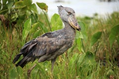 Shoebill im wilden - Uganda, Afrika stockfoto Shoebill im wilden - Uganda, Afrika stockfoto