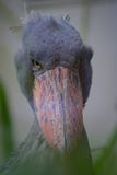 Shoebill, pájaro, retrato, ojo, headbird imagen de archivo libre de regalías Shoebill, pájaro, retrato, ojo, headbird imagen de archivo libre de regalías