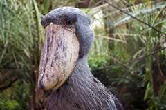 pictures of a shoebill stork pictures of a shoebill stork