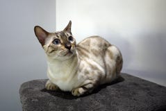 Short hair cat sitting on scratching post stock image Short hair cat sitting on scratching post stock image