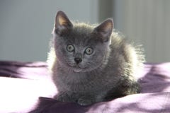 Short har cat at the window royalty free stock image Short har cat at the window royalty free stock image