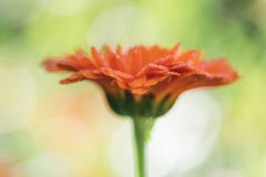 Shot Close Up Flowers Calendula, Marigold On Blurred Nature Sunlight Background Royalty Free Stock Images