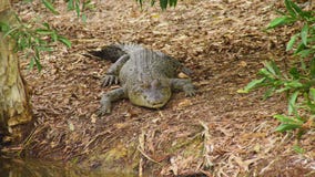 A shot of a crocodile on land