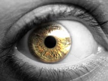 Shot of golden eye royalty free stock images Shot of golden eye royalty free stock images