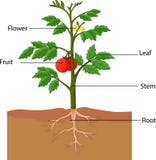 Showing the parts of a tomato plant