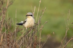 Shrike, excubitor Lanius στοκ φωτογραφία Shrike, excubitor Lanius στοκ φωτογραφία