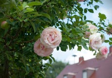 Shrum of beautiful blooming pink roses near to the street stock photos Shrum of beautiful blooming pink roses near to the street stock photos