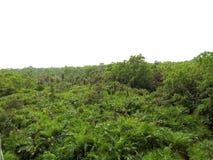 Shundorban Bangladesh hermoso natural fotos de archivo Shundorban Bangladesh hermoso natural fotos de archivo