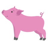 Shy beautiful pig smiling on white background stock illustration Shy beautiful pig smiling on white background stock illustration