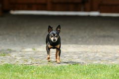 A shy chihuahua is running towards you royalty free stock photo A shy chihuahua is running towards you royalty free stock photo