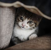 Shy kitten hiding