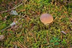 Si espande rapidamente il boletus che coltiva nella foresta le piante ed i funghi della foresta fotografie stock Si espande rapidamente il boletus che coltiva nella foresta le piante ed i funghi della foresta fotografie stock