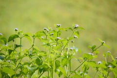 Siam Weed Royalty Free Stock Photo Siam Weed Royalty Free Stock Photo