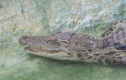 Siamensis крокодила в зоопарке стоковые фотографии rf Siamensis крокодила в зоопарке стоковые фотографии rf
