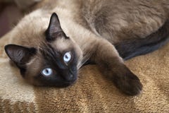 Siamese Cat Royalty Free Stock Photos