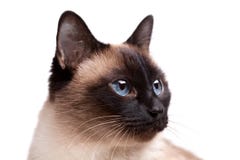 Siamese Cat With Blue Eyes Looks Right Royalty Free Stock Photography Siamese Cat With Blue Eyes Looks Right Royalty Free Stock Photography
