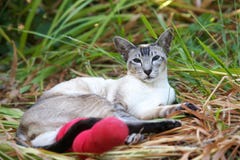 Siamese Cat With Broken Leg Stock Images