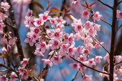 Siamese Cherry Blossom royaltyfri foto Siamese Cherry Blossom royaltyfri foto