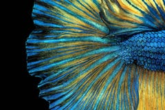Siamese Fighting Fish, Betta Splendens, Colorful Fish On A Black Background, Halfmoon Betta Stock Images Siamese Fighting Fish, Betta Splendens, Colorful Fish On A Black Background, Halfmoon Betta Stock Images