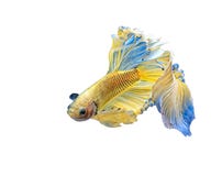 Siamese Fighting Fish, Betta Splendens, Colorful Fish On A White Background With Clipping Path, Halfmoon Stock Photo