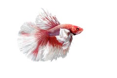 Siamese Fighting Fish, Betta Splendens On White Background, Half Moon Stock Photo Siamese Fighting Fish, Betta Splendens On White Background, Half Moon Stock Photo