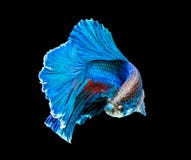 Siamese fighting fish royalty free stock photos Siamese fighting fish royalty free stock photos