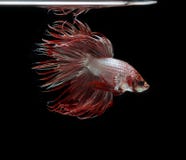 Siamese Fighting Fish ,Crowntail, Red Fish On A Black Background, Halfmoon Betta Stock Photos