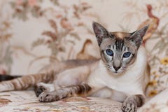 Siamese kat royalty-vrije stock afbeelding