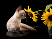 Siamese kitten looking at a yellow Sunflower stock photo Siamese kitten looking at a yellow Sunflower stock photo