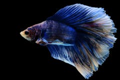 siamese slåss fisk royaltyfri fotografi siamese slåss fisk royaltyfri fotografi
