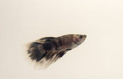 Siamese svart Grey Halfmoon Betta Spl för vit för stridighetfiskmarmor arkivbilder Siamese svart Grey Halfmoon Betta Spl för vit för stridighetfiskmarmor arkivbilder