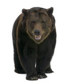 Siberian Brown Bear, 12 years old, walking