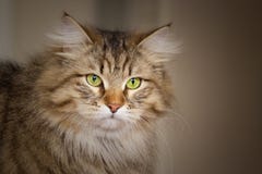 Siberian Cat Royalty Free Stock Image